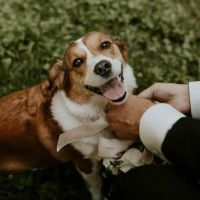 Bloom Veterinary ico