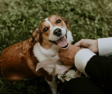 Bloom Veterinary