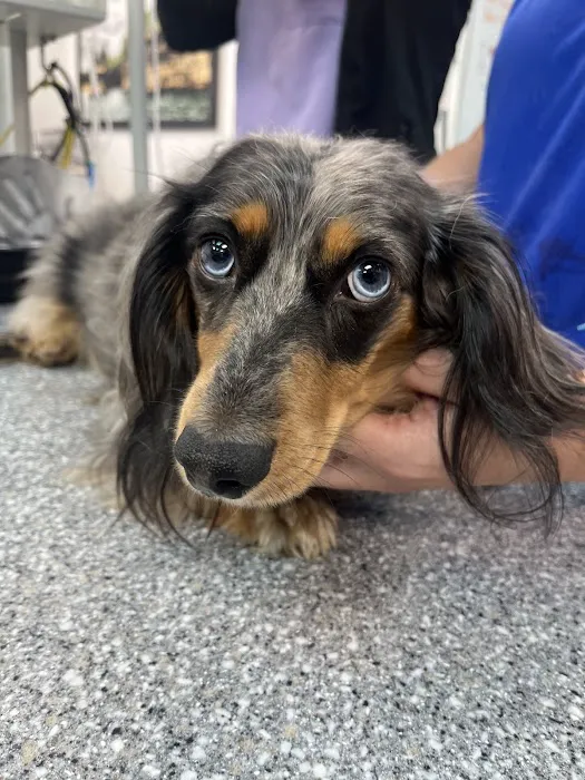 Bloom Veterinary Picture 3