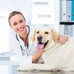 PetSmart Veterinary Services - North Scottsdale (Frank Lloyd Wright)