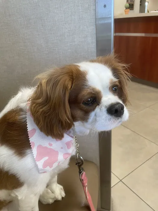Banfield Pet Hospital Picture 7