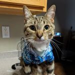 Lovet Pet Health Care - Happy Valley