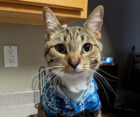Lovet Pet Health Care - Happy Valley