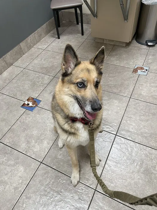 Lovet Pet Health Care - Happy Valley Picture 3