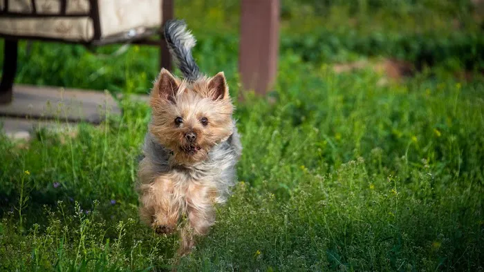 Lovet Pet Health Care - Happy Valley Picture 9