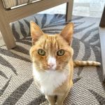 Copper Mountain Animal Hospital