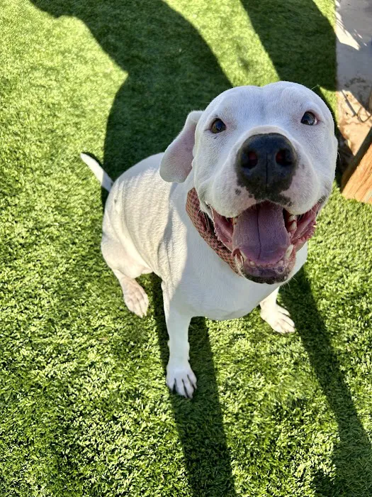 CityVet | Chandler Veterinary & Urgent Care Picture 3