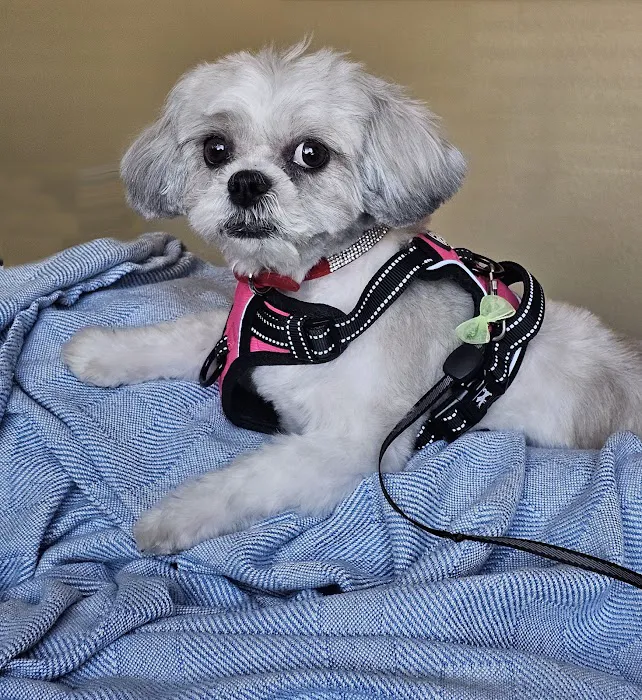 CityVet | Chandler Veterinary & Urgent Care Picture 10