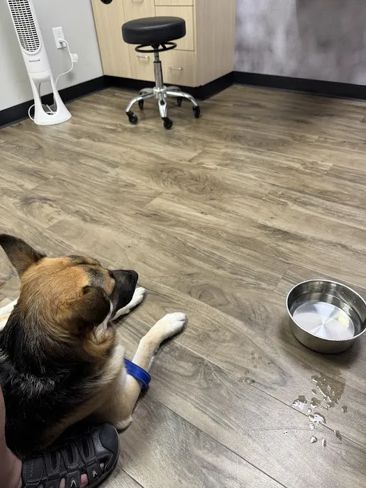 CityVet | Chandler Veterinary & Urgent Care Picture 6
