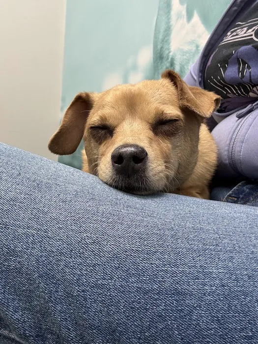 CityVet | Chandler Veterinary & Urgent Care Picture 8