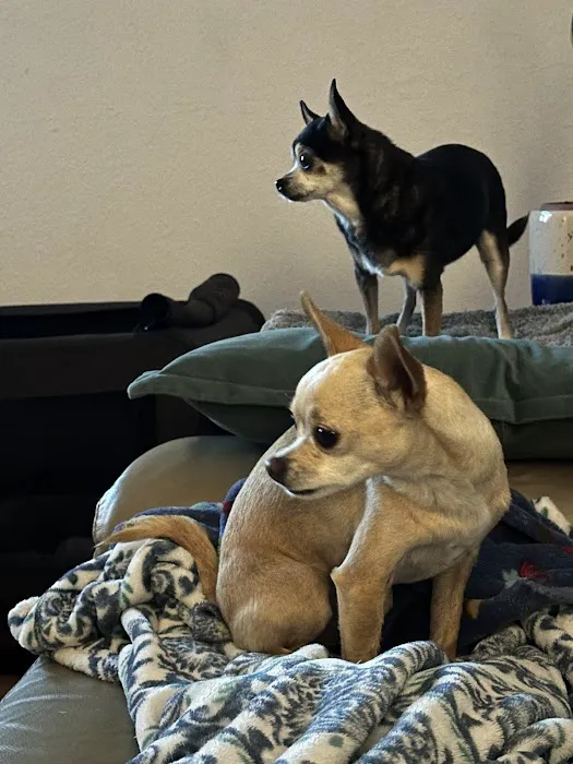 Ocotillo Animal Clinic & Pet Resort Picture 1