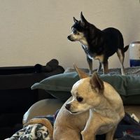 Ocotillo Animal Clinic & Pet Resort ico