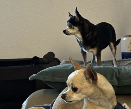 Ocotillo Animal Clinic & Pet Resort