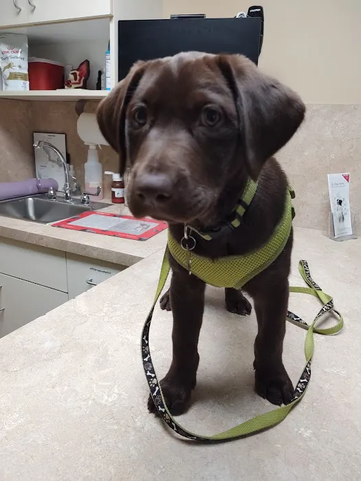 Ocotillo Animal Clinic & Pet Resort Picture 9