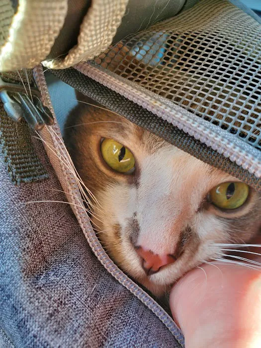 Ocotillo Animal Clinic & Pet Resort Picture 8