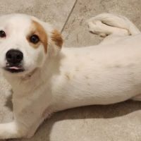 Petco ico