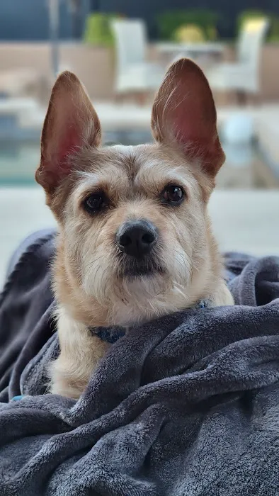 Great Hearts Animal Hospital of Chandler Picture 2