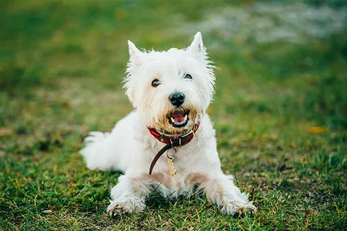 Great Hearts Animal Hospital of Chandler Picture 4