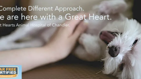 Great Hearts Animal Hospital of Chandler Picture 9