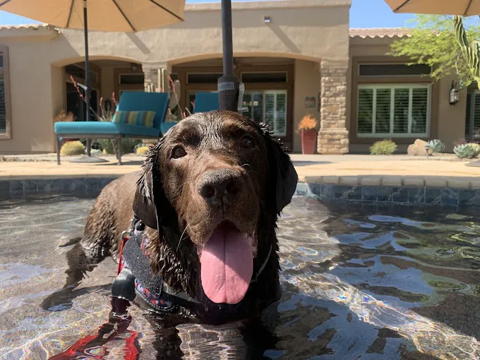 Great Hearts Animal Hospital of Chandler Picture 8