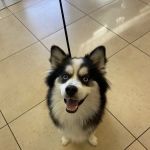 Dignity Veterinary Hospital and Mobile Services