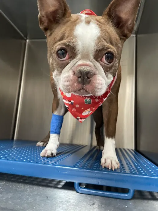 Dignity Veterinary Hospital and Mobile Services Picture 5