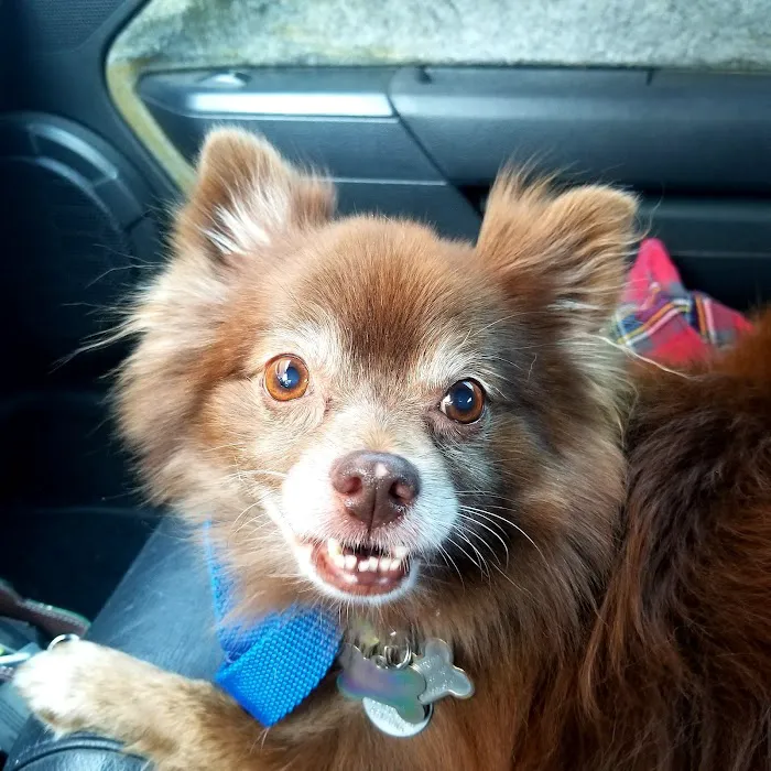 Pet Doctor of Chandler Picture 9