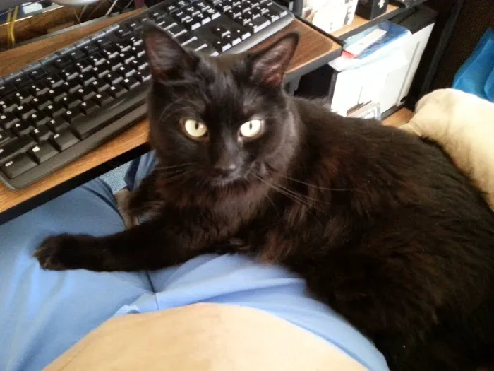 Pet Doctor of Chandler Picture 7