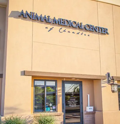 Animal Medical Center of Chandler Picture 6