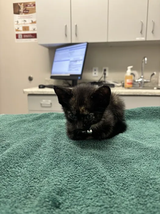 Animal Medical Center of Chandler Picture 9