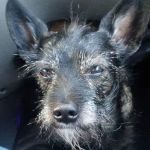 Buckeye Veterinary Services