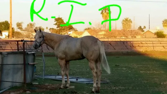 Durango Equine Veterinary Clinic Picture 8