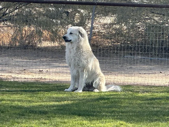 Durango Small Animal Veterinary Clinic Picture 9