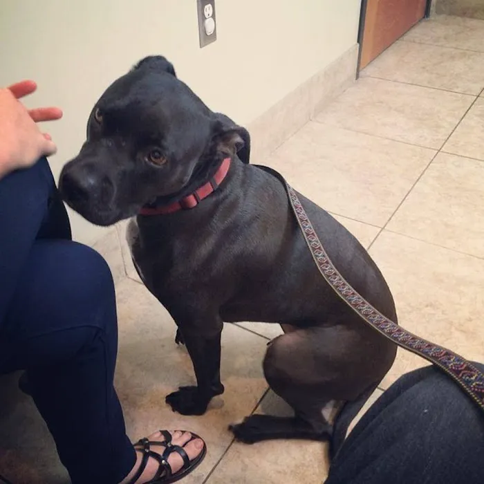 Gilbert Veterinary Hospital Picture 5