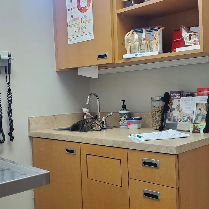Gilbert Veterinary Hospital Picture 10