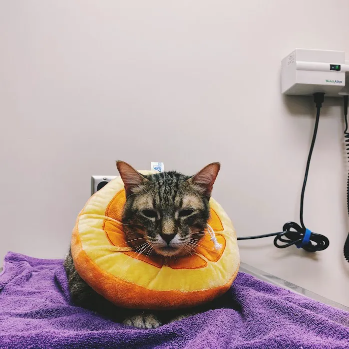 Gilbert Veterinary Hospital Picture 1