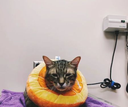 Gilbert Veterinary Hospital