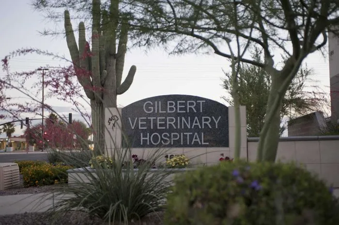 Gilbert Veterinary Hospital Picture 8
