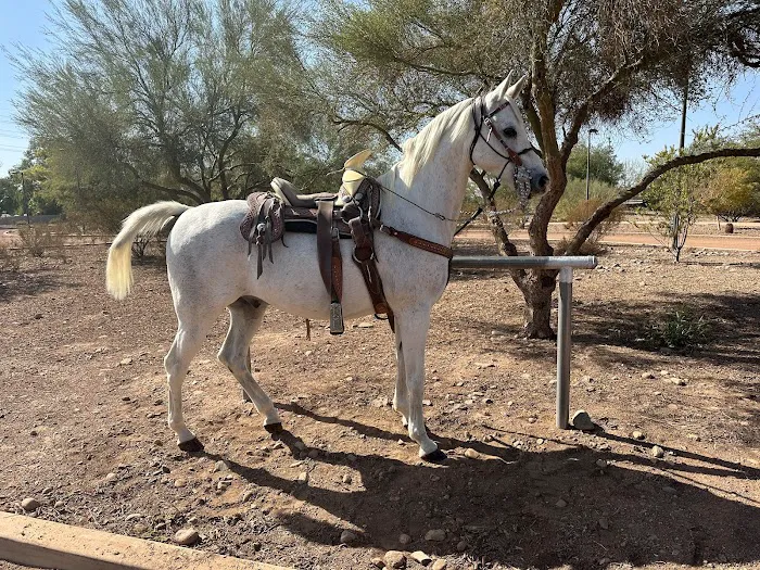 Arizona Equine Medical & Surgical Centre Picture 10