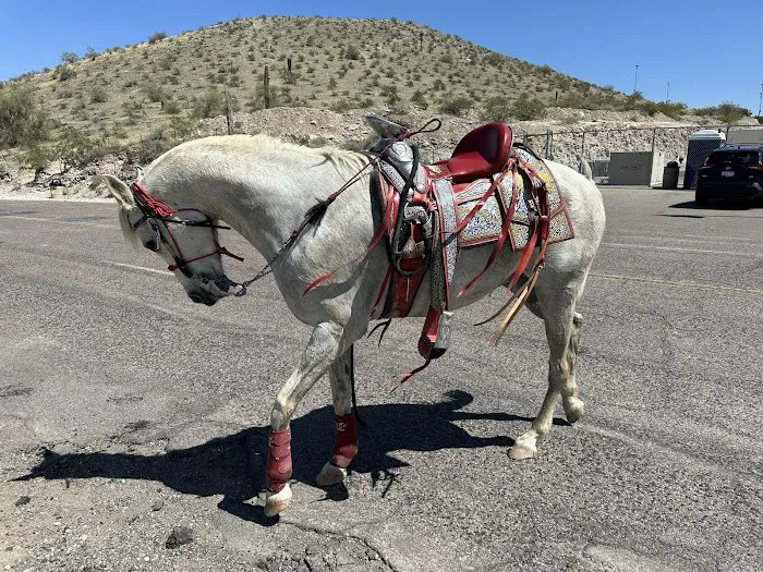 Arizona Equine Medical & Surgical Centre Picture 7