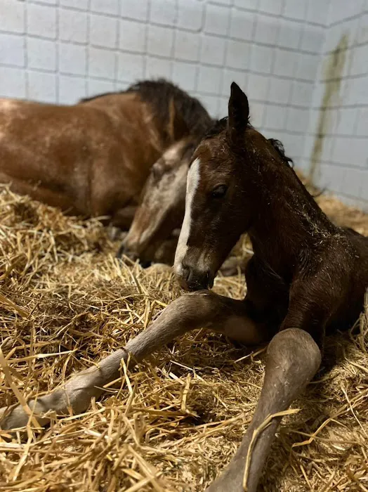 Arizona Equine Medical & Surgical Centre Picture 2