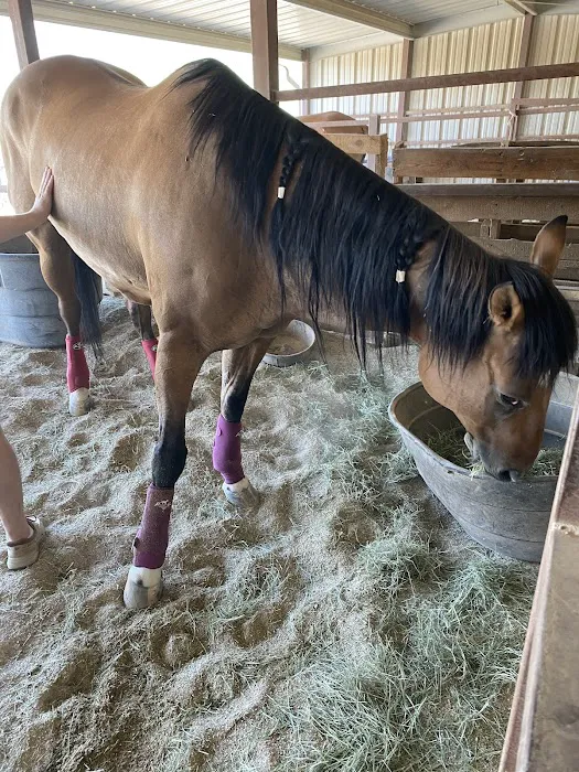 Arizona Equine Medical & Surgical Centre Picture 4