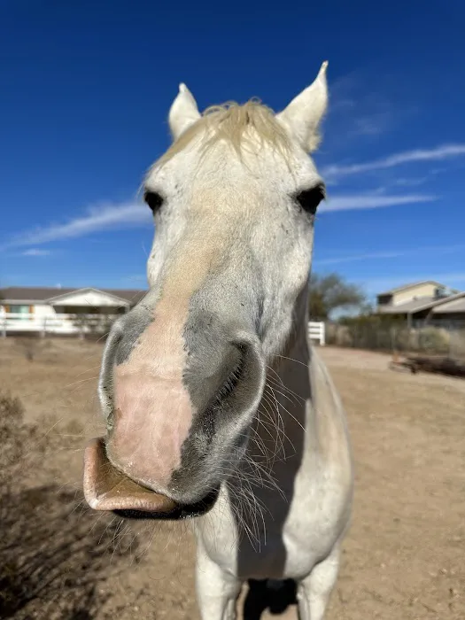 Arizona Equine Medical & Surgical Centre Picture 5