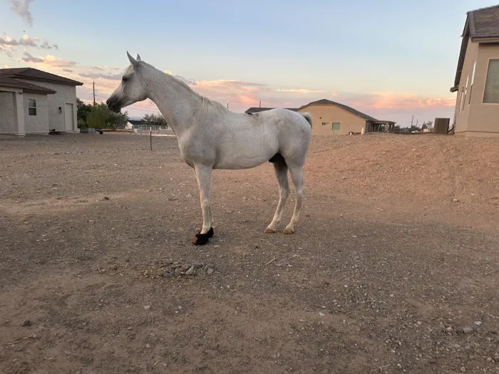 Arizona Equine Medical & Surgical Centre Picture 9