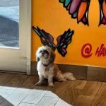 Happy Tails Barkery