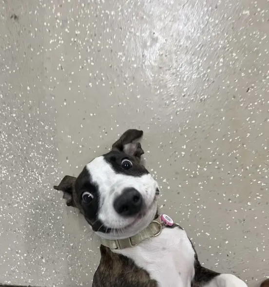 VCA Animal Hospitals Urgent Care - Chandler Picture 2