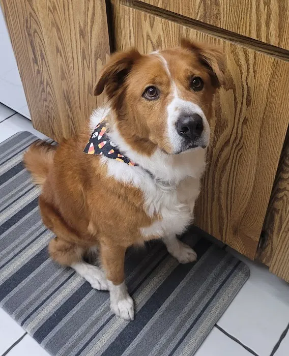 VCA Animal Hospitals Urgent Care - Chandler Picture 3