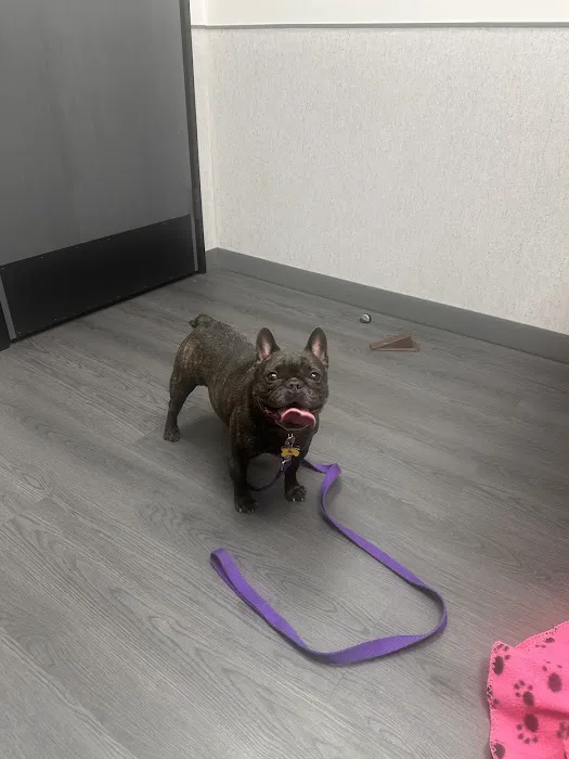 VCA Animal Hospitals Urgent Care - Chandler Picture 4