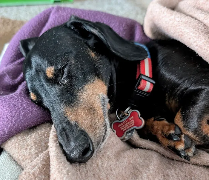 VCA Animal Hospitals Urgent Care - Chandler Picture 5