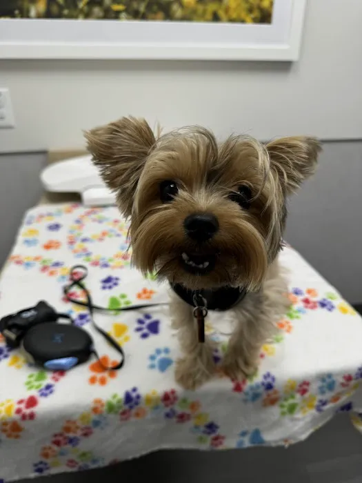 VCA Animal Hospitals Urgent Care - Chandler Picture 8